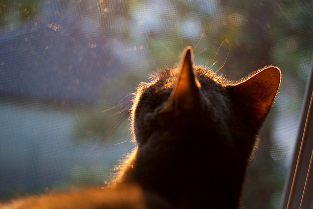 “联赛积分榜大洗牌，谁能挺进季后赛？最新动态速递”，联赛积分规则