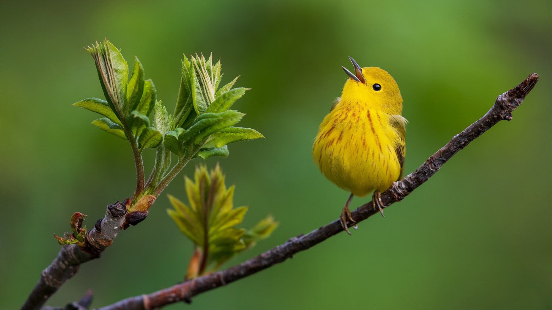 关键对决:季后赛第一轮谁将胜出?,季后赛决赛打几场
