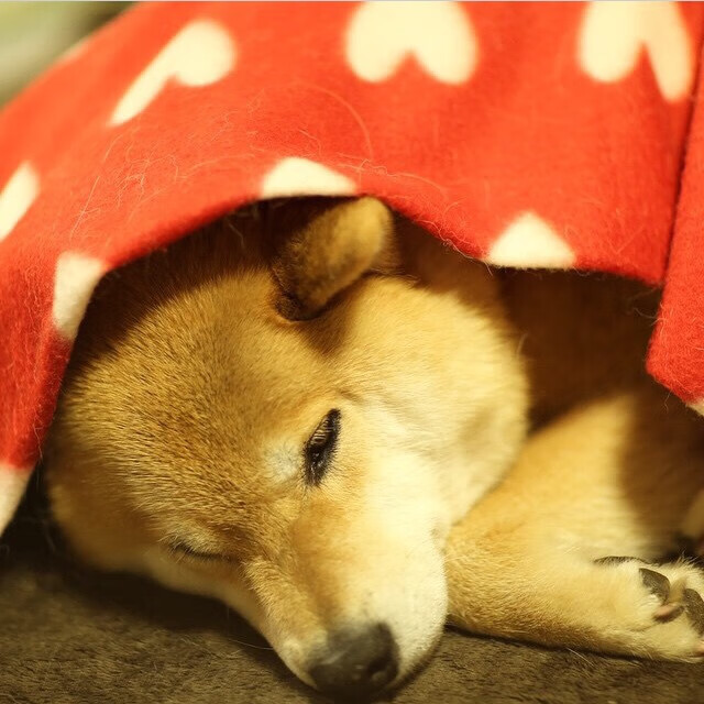 新秀之路：未来篮球之星的成长轨迹，未来篮球之星的说说