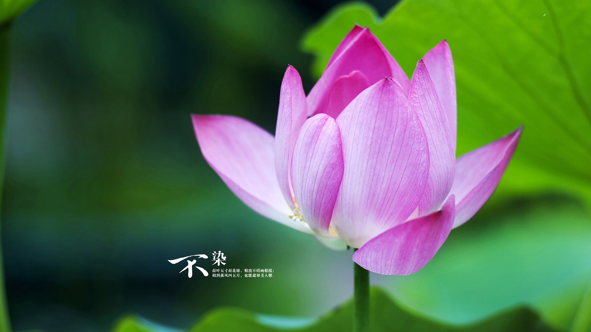 “逆境反扑：球队在落后状态下的奇迹逆转”，逆境反弹