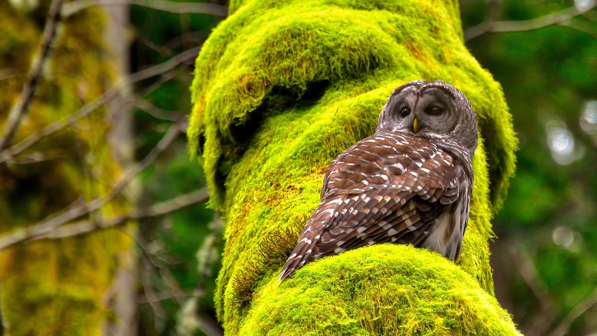 开云真人娱乐官网-中国篮球运动员心理健康支持体系建设，篮球心里训练的重要性