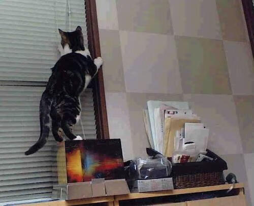 布鲁诺·卡博克洛成为NBA国际球员代表，布鲁诺卡波科洛集锦